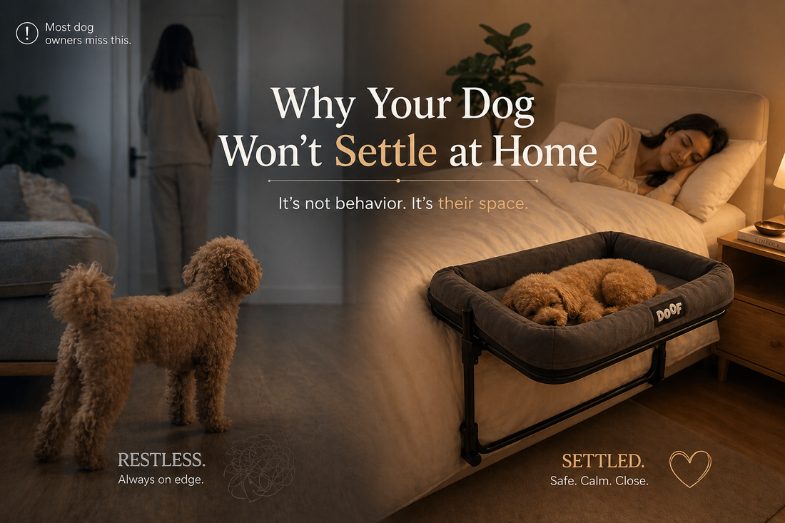 Why Dogs Need a Defined Space at Home (And Why Most Dogs Won’t Settle Without It)