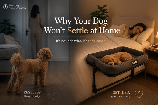 Why Dogs Need a Defined Space at Home (And Why Most Dogs Won’t Settle Without It)